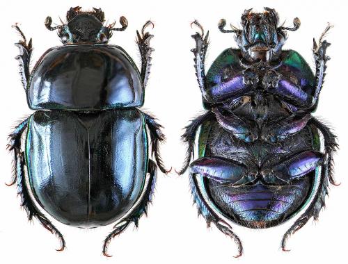 Réf. 52 333 : Trypocopris pyrenaeus
