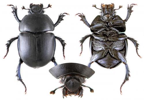 Réf. 52 348 : Trypocopris vernalis