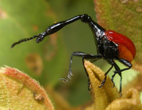 Trachelophorus giraffa