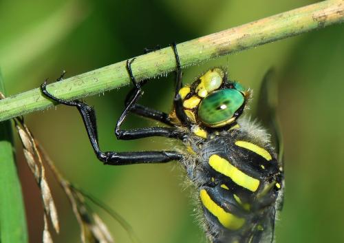 Cordulegaster boltonii