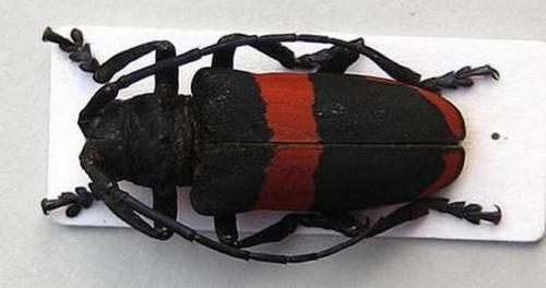 Ceroplesis elegans