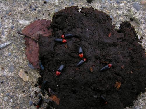 Réf. 52 526 : Ischnodes sanguinicollis