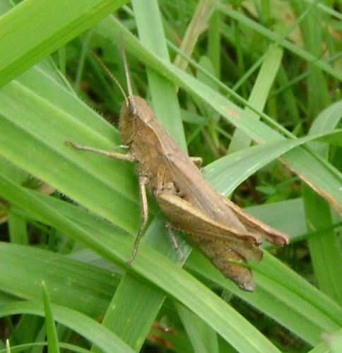 Réf. 52 982 : Chorthippus dorsatus dorsatus