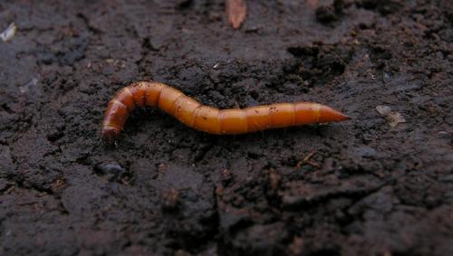 Réf. 52 527 : Ischnodes sanguinicollis