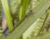 Ischnura elegans