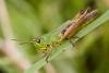 52793 – Photo : Pierre Duhem – France (74)