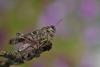 52110 – Photo : Robert Henno – France (84)