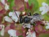 52692 – Photo : Lidine – France (67)