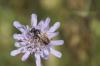 52268 – Photo : Lidine – France (67)