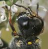 52381 – Photo : Arthropa - Benoit Martha – France (64)