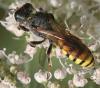 52378 – Photo : Arthropa - Benoit Martha – France (64)