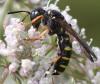 52385 – Photo : Arthropa - Benoit Martha – France (29)