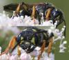 52386 – Photo : Arthropa - Benoit Martha – France (29)