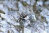 52328 – Photo : A. Henrard – France (83)