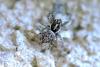 52330 – Photo : A. Henrard – France (83)