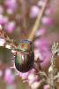 52314 – Photo : Villatte Raymond – France (87)