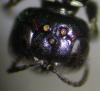 52038 – Photo : Arthropa - Benoit Martha – France (71)