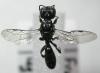 52037 – Photo : Arthropa - Benoit Martha – France (71)