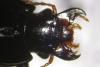 52754 – Photo : Arthropa - Benoit Martha – France (71)