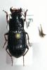 52753 – Photo : Arthropa - Benoit Martha – France (71)