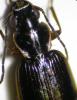 52908 – Photo : Arthropa - Benoit Martha – France (71)