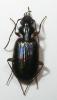 52905 – Photo : Arthropa - Benoit Martha – France (71)