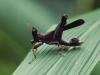 52107 – Photo : Bernard BOHER – Congo