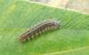 Cymbalophora pudica