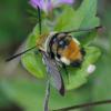 52682 – Photo : taeniatus – France (83)