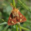 52498 – Photo : taeniatus – France (07)