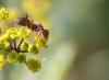 52877 – Photo : patrick derennes – France (77)
