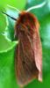 52649 – Photo : David Guedon – France (76)