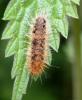 52663 – Photo : David Guedon – France (76)