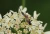 52334 – Photo : Frederic Le Touze – France (76)