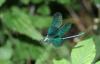 52370 – Photo : pierr07 – France (07)