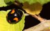 52311 – Photo : patrick derennes – France (94)