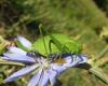 52361 – Photo : Roger MATHIEU – France (26)