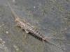 Ctenolepisma lineata