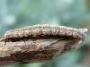 52146 – Photo : Brigitte SEYS – France (59)