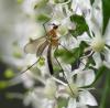 52874 – Photo : Jean Luc Kerveadou – France (29)