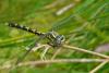 52437 – Photo : Villatte Raymond – France (87)