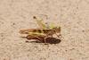 52220 – Photo : A Foucart – Mauritanie