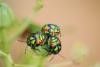 52126 – Photo : A Foucart – Mauritanie