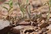 52128 – Photo : A Foucart – Mauritanie