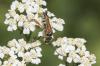 52168 – Photo : Lidine – France (67)