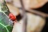 52565 – Photo : Homme Sapin – France (54)