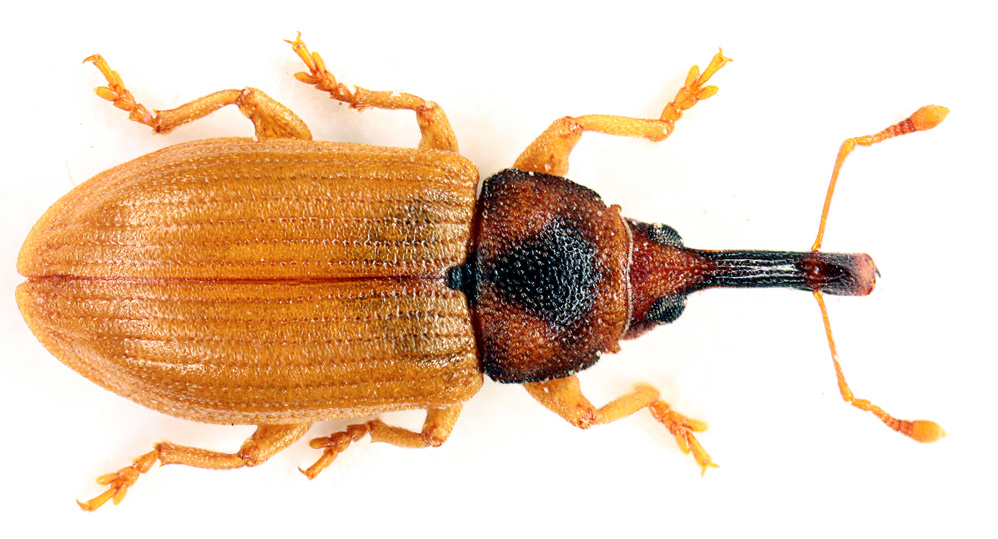 Sylvain Fadda - Derelomus chamaeropis - réf. 52769 (998 x 539 pixels, 215 ko)