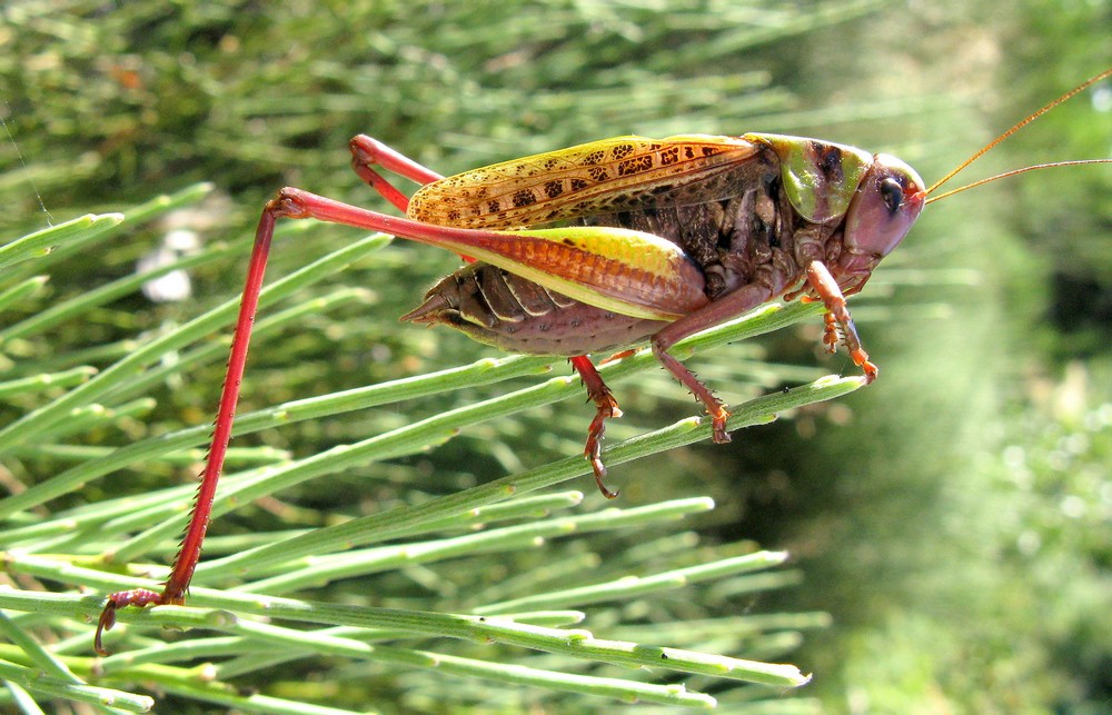 Jules d'Oc - Decticus verrucivorus verrucivorus - réf. 52260 (1000 x 643 pixels, 194 ko)