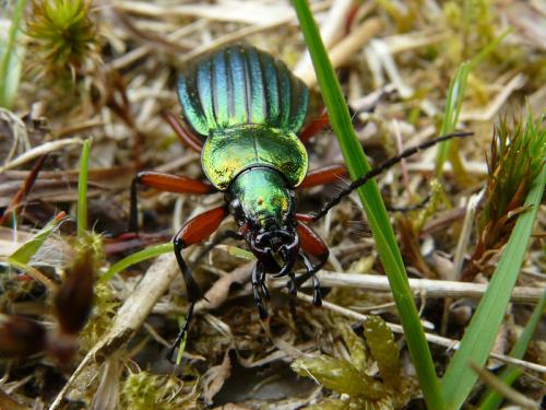 Réf. 53 565 : Carabus auronitens auronitens
