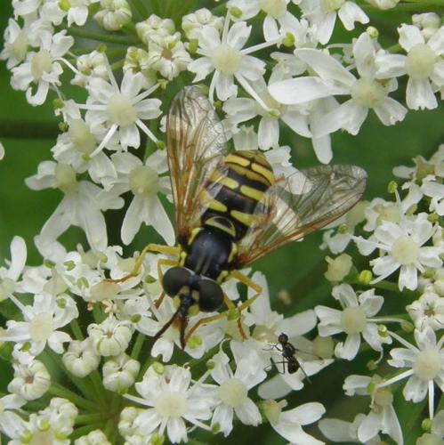 Chrysotoxum sp.